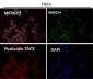 Anti-Ki67 MKI67 Rabbit Monoclonal Antibody